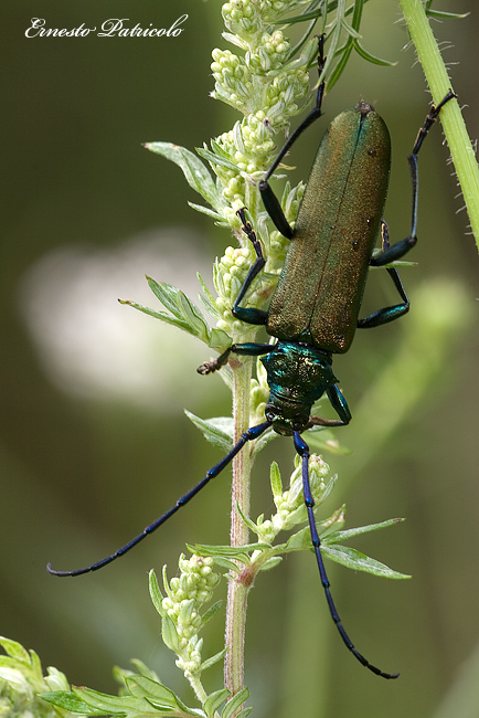 insetto gigante da identificare: Aromia moschata